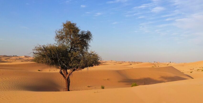 Abu Dhabi: leje af privatfly 