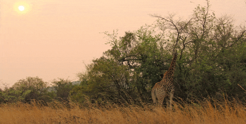 Johannesburg: leje af privatfly 