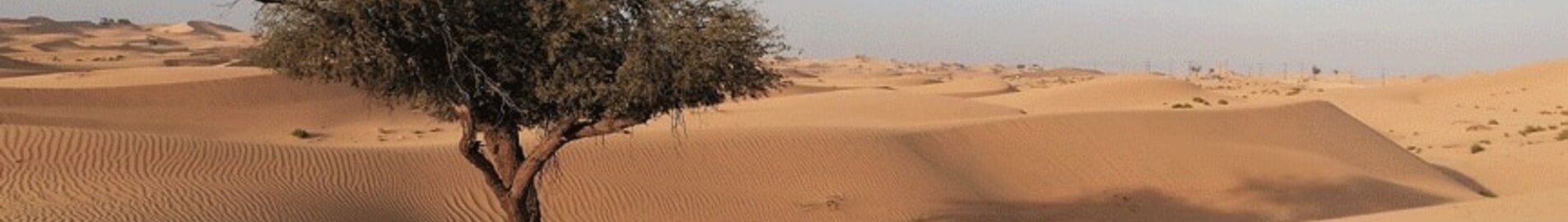 Abu Dhabi: leje af privatfly 