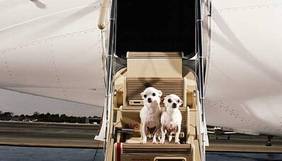 Hvordan kan jeg rejse med privatfly med mit kæledyr?
