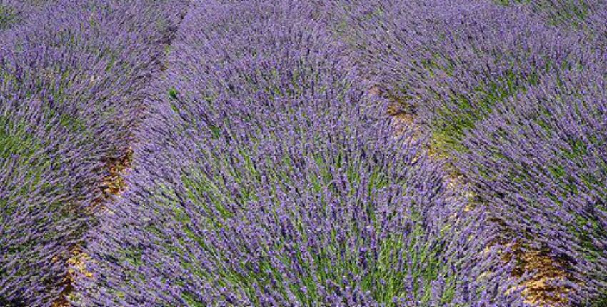 Aix en Provence Aix les Mille: privat jetudlejning