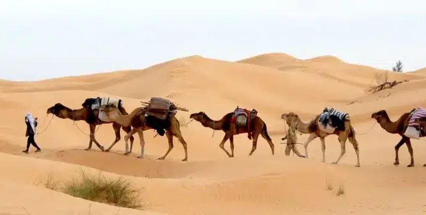 Tunis: udlejning af privatfly