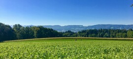 Gallen Altenrhein: leje af privatfly 