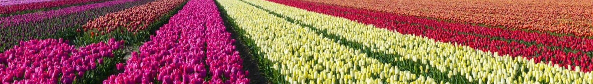 Hoogeveen: privat flyveplads