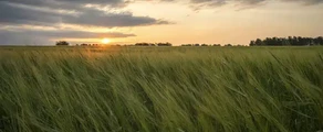 Kemerovo: leje af privatfly