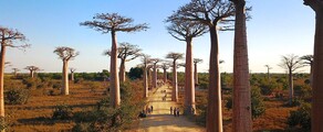 Morondava: privat jetudlejning