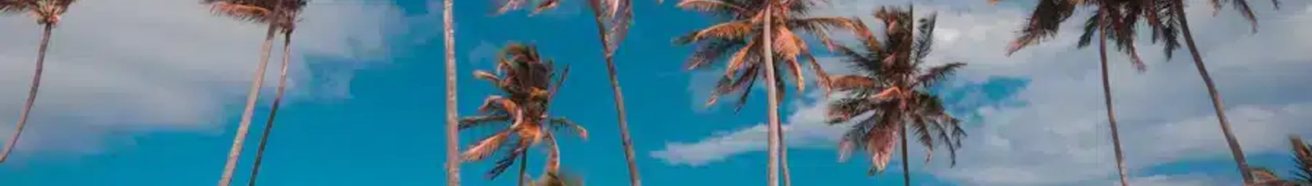 Punta Cana: leje af privatfly