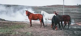 Syktyvkar: leje af privatfly
