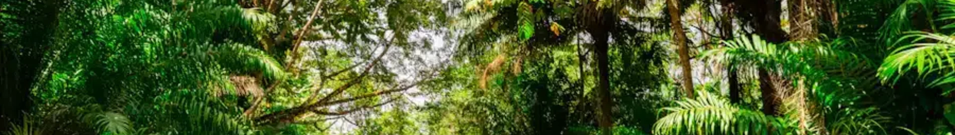 Trinidad & Tobago: Privat jetudlejning