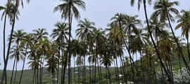 Bequia Isl J.F. Mitchell: leje af privatfly