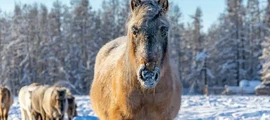 Surgut: leje af privatfly