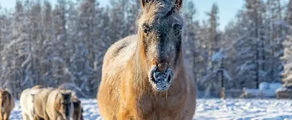 Yakutsk: leje af privatfly