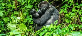 Den Demokratiske Republik Congo: leje af privatfly i DRC
