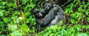 Muanda: leje af privatfly