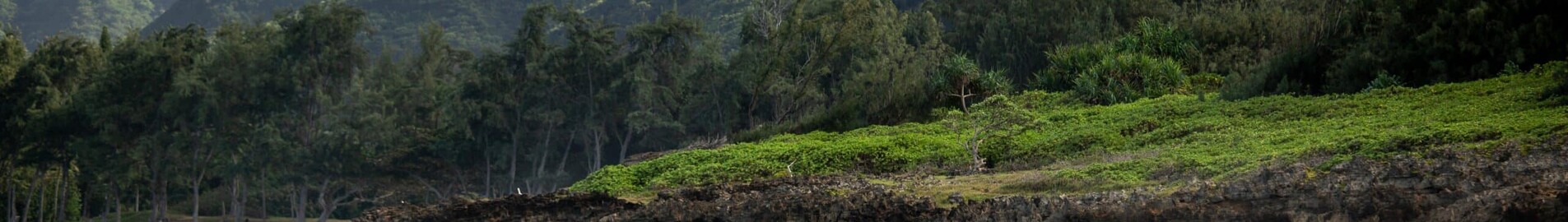 Hawaii: Udlejning af private jetfly og helikoptere