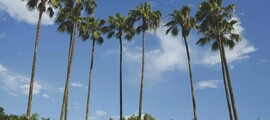 Las Vegas - Palm Beach: leje af privatfly