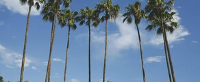 New York - Tampa: leje af privatfly